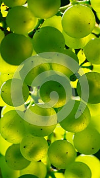 Abstract Green Grapes