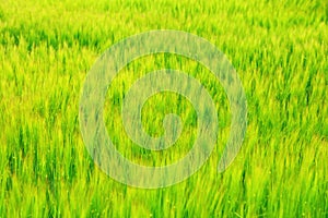 Abstract green grass background