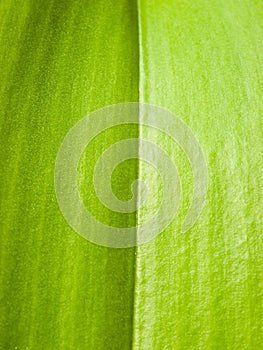 Abstract green leaf