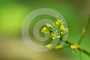 Abstract green leaf background, soft focus, sunny day, fresh spring field, natural textured wallpaper