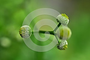 Abstract green leaf background, soft focus, sunny day, fresh spring field, natural textured wallpaper