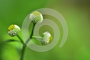 Abstract green leaf background, soft focus, sunny day, fresh spring field, natural textured wallpaper