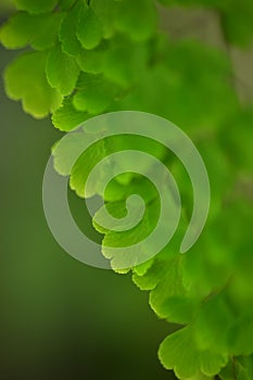 Abstract green leaf background, soft focus, sunny day, fresh spring field, natural textured wallpaper