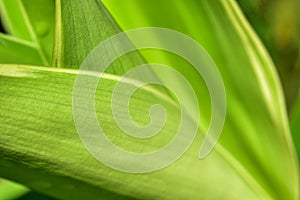 Abstract green leaf background, soft focus, sunny day, fresh spring field, natural textured wallpaper