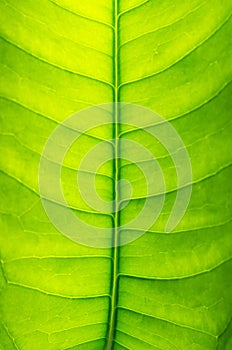 Abstract green leaf background texture macro picture