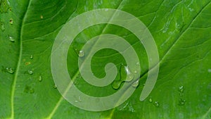 Rain drop on abstract green leaf background texture.
