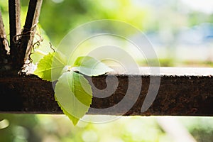 Abstract green leaf climb on old fence