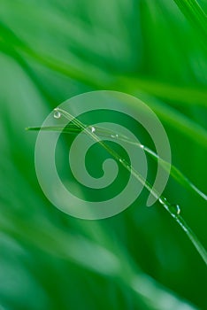 Abstract green leaf with drop