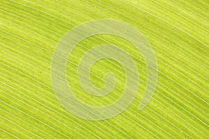 Abstract green leaf lines background texture