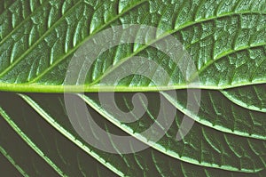 Abstract green leaf pattern