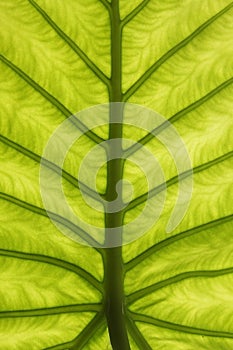 Abstract green leaf texture