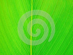 Abstract green leaf texture background