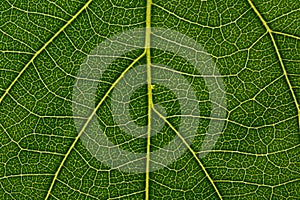 Abstract green leaf texture for background