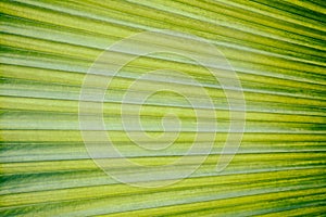 Abstract green leaf texture