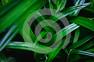 Abstract green leaf texture, nature background