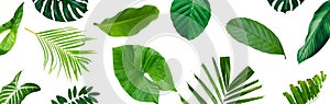 Abstract green leaf texture, nature background, tropical leaf