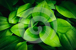 Abstract green leaf texture, nature background