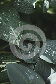 Abstract Green leaf texture with water drops after summer rain. Hosta plant. Nature background and eco concepte