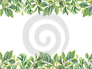 Abstract green leaves. Horizontal frame with branches, green plants. Tea leaves. Herbal composition isolated on white.