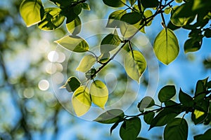 abstract green leaves leaf branch on sunny blue sky background