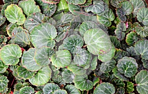 Abstract Green Leaves Nature Background - Saxifraga Stolonifera - Strawberry Begonia photo