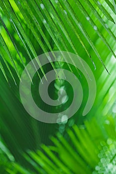 Abstract Green Leaves Texture, Nature background, Tropical Palm Leaf