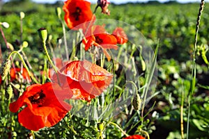 Abstract green natural background. Fresh grass, red poppy with drops of morning dew on natural defocused light green background. M