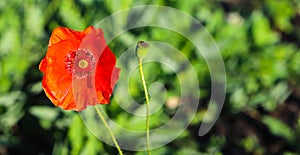 Abstract green natural background. Fresh grass, red poppy with drops of morning dew on natural defocused light green background. M