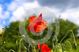 Abstract green natural background. Fresh grass, red poppy with drops of morning dew on natural defocused light green background. M