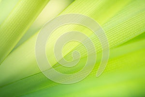 Abstract green nature background. Closeup green leaf texture for natural and freshness wallpaper concept