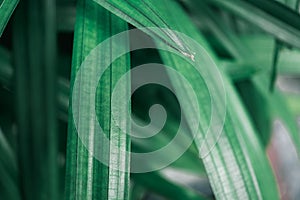 Abstract dark green nature leaf on sunlight