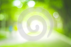 Abstract green nature blur background  and  sunlight