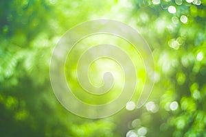 Abstract green nature blur background  and  sunlight