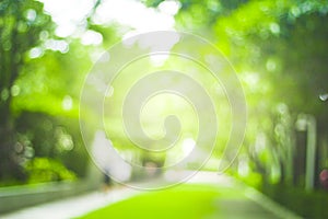 Abstract green nature blur background  and  sunlight