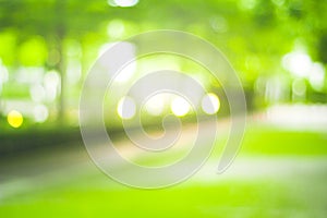 Abstract green nature blur background  and  sunlight