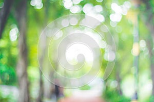 Abstract green nature blur background  and  sunlight