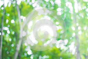 Abstract green nature blur background  and  sunlight