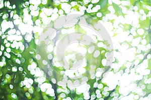 Abstract green nature blur background  and  sunlight