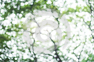 Abstract green nature blur background  and  sunlight