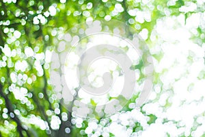 Abstract green nature blur background  and  sunlight