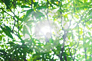 Abstract green nature blur background  and  sunlight