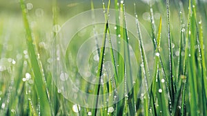 Abstract green nature spring background. Wet green grass lawn with morning dew drops in springtime on blurred bokeh water drops