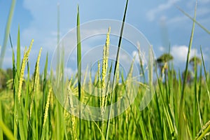 Abstract green paddy rice grass in spring season background concept summer sunshine image, countryside nature view