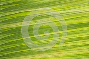 Abstract green palm leaf background