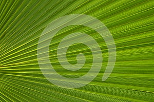 Abstract green palm tree leaf texture close up.Bright tropical natural background with copy space for design.