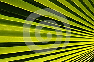 Abstract green palm tree leaf texture close up.Bright tropical natural background with copy space for design.