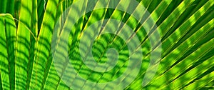 Abstract green palm tree leaf texture close up.Bright tropical natural background with copy space for design.