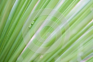 Abstract Green Plant Background