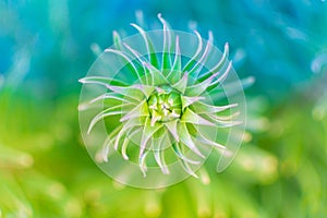 Abstract green plant spiral, over a blurred background