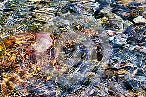 Abstract green sea turtle swimming underwater in shallow water.